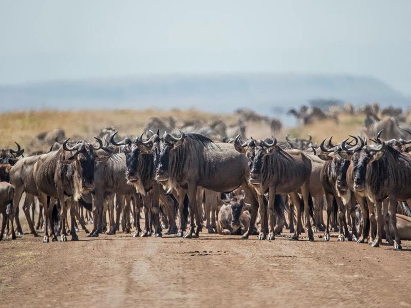 Circuit Safari Magie d'Afrique pas cher photo 7