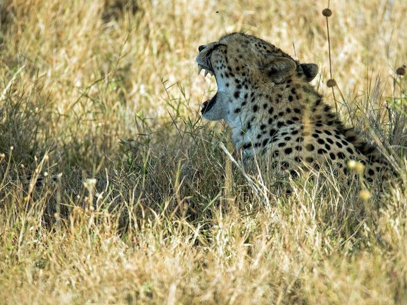 Circuit Safari Magie d'Afrique pas cher photo 8