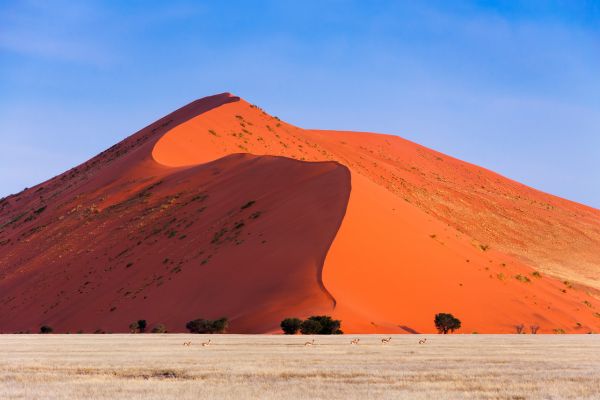 Circuit Du Royaume des Animaux aux Sables du Kalahari pas cher photo 4