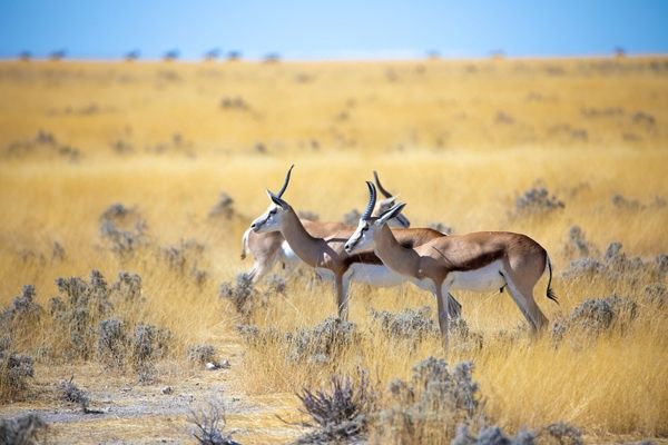 Circuit Du Royaume des Animaux aux Sables du Kalahari pas cher photo 9