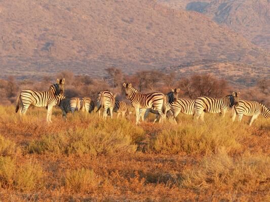 Circuit Du Royaume des Animaux aux Sables du Kalahari pas cher photo 10