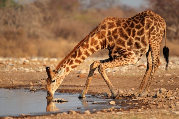 Circuit Du Royaume des Animaux aux Sables du Kalahari pas cher photo 17