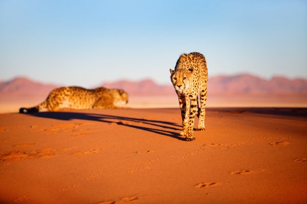 Circuit Namibie : Les plus vieux déserts du Monde pas cher photo 1