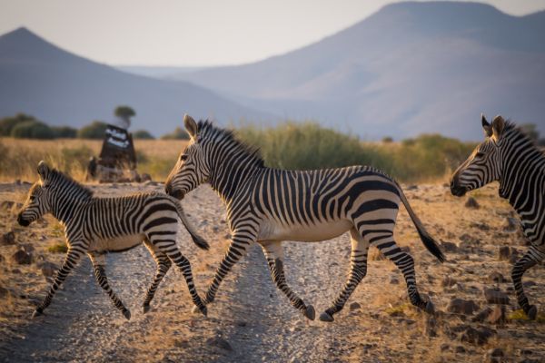 Circuit Namibie : Les plus vieux déserts du Monde pas cher photo 6