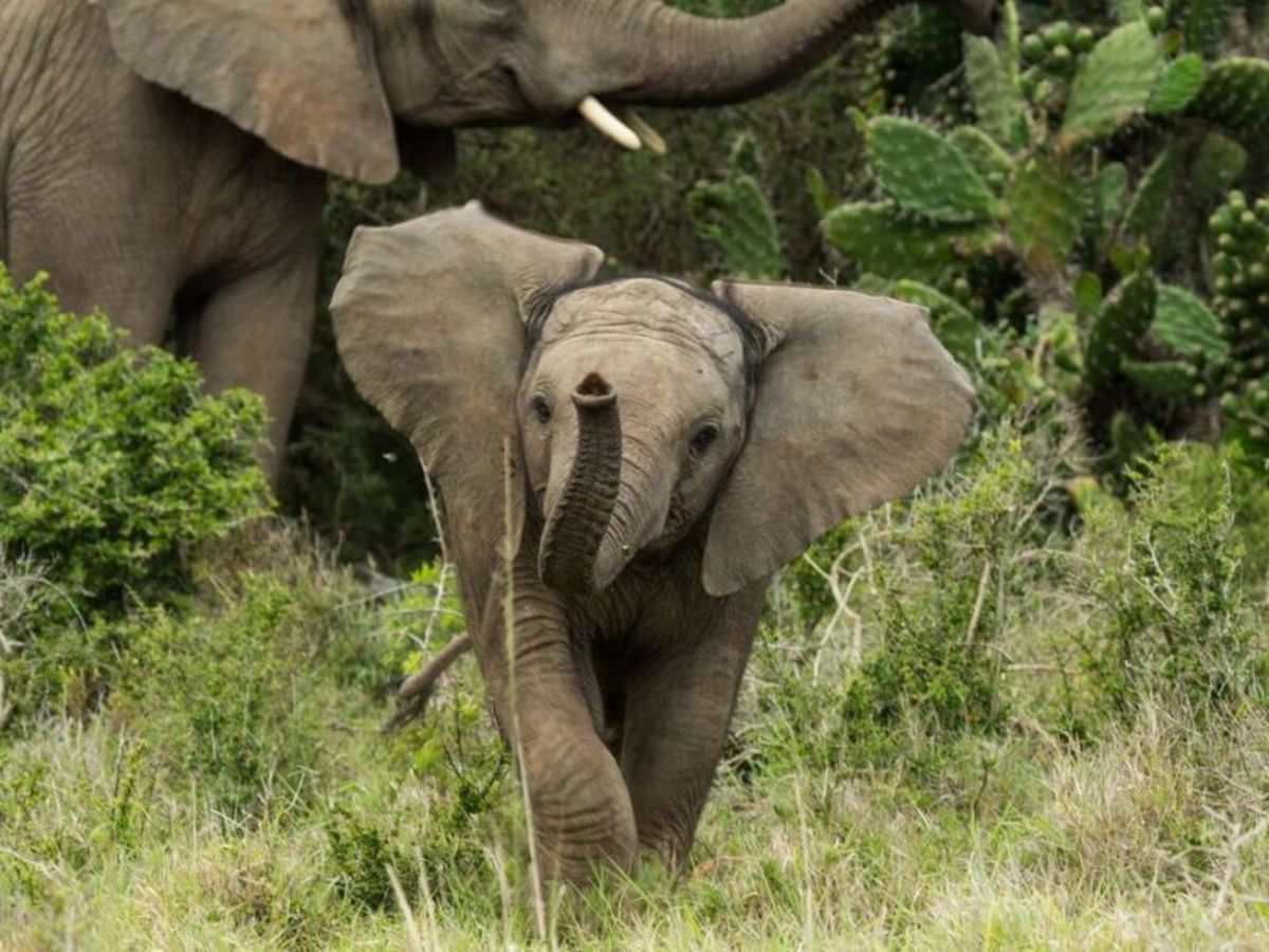 Découverte Afrique Du Sud 2026 pas cher photo 8
