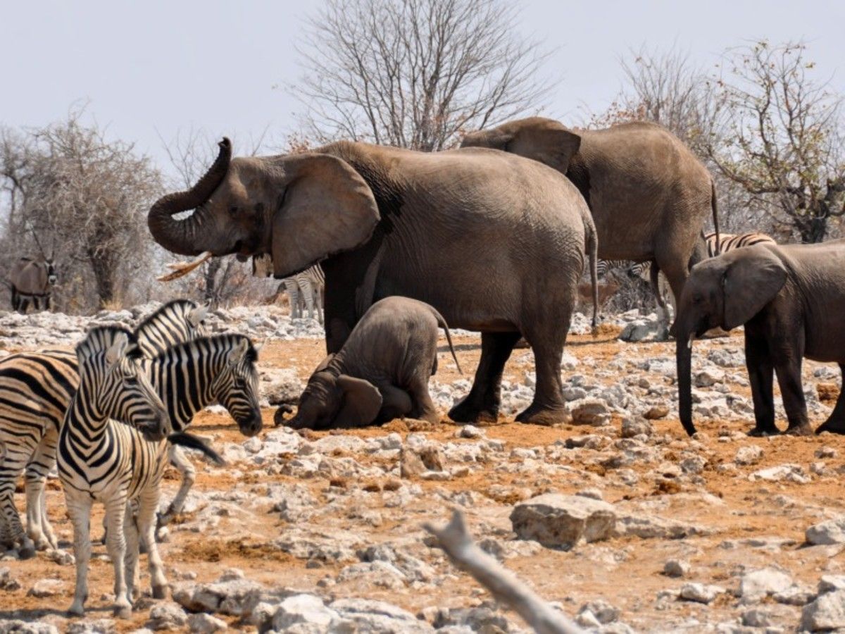 Grand Tour De Namibie 2026 pas cher photo 3