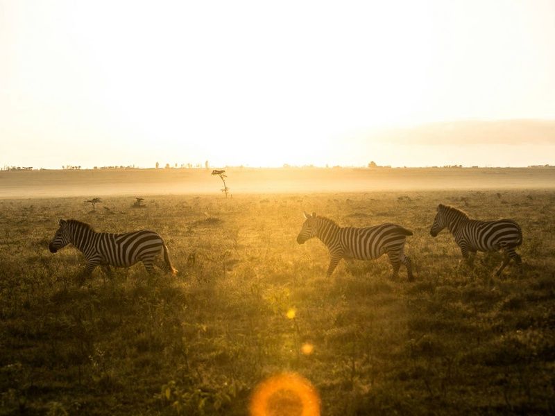 Circuit L'âme sauvage : voyage entre Kenya et Tanzanie pas cher photo 1