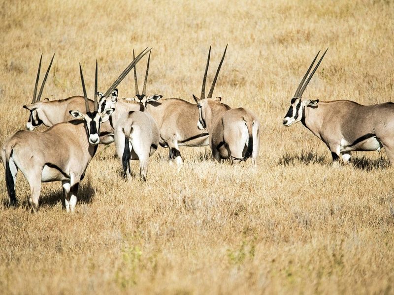 Circuit L'âme sauvage : voyage entre Kenya et Tanzanie pas cher photo 7