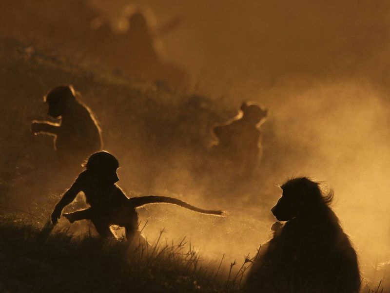 Circuit L'âme sauvage : voyage entre Kenya et Tanzanie pas cher photo 9