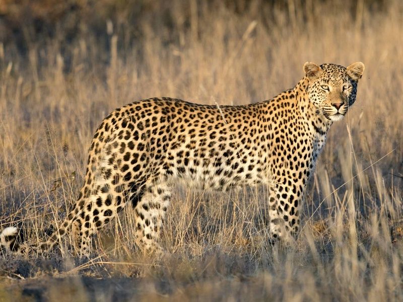 Circuit L'âme sauvage : voyage entre Kenya et Tanzanie pas cher photo 14