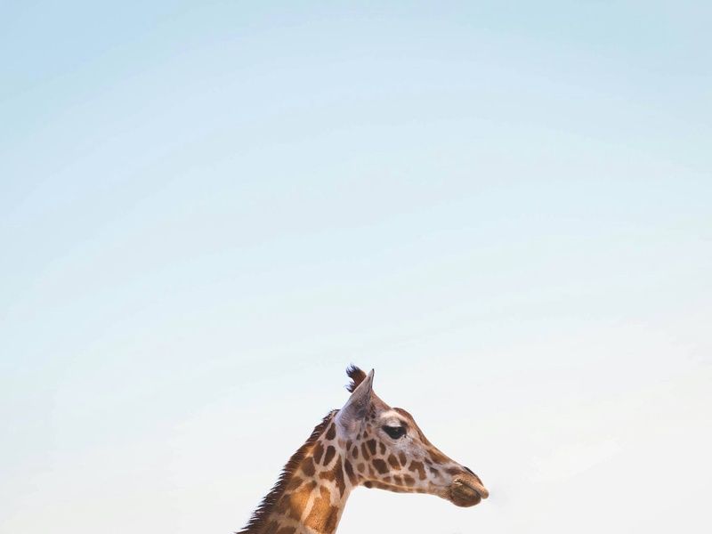 Circuit L'âme sauvage : voyage entre Kenya et Tanzanie pas cher photo 15