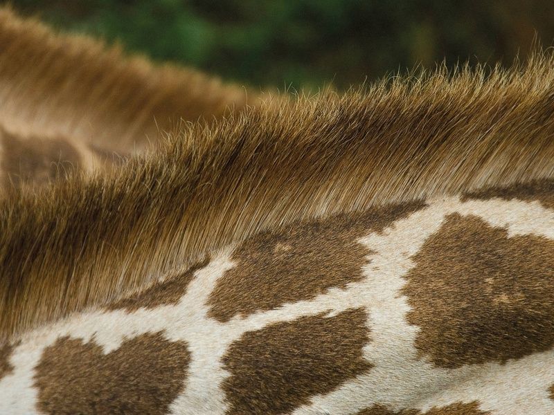 Circuit L'âme sauvage : voyage entre Kenya et Tanzanie pas cher photo 18