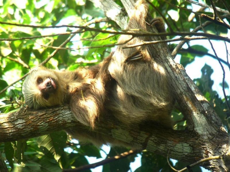 Combiné Jet Tours Signature The Westin Playa Bonita Panama & Gamboa Rainforest Resort 4* pas cher photo 15