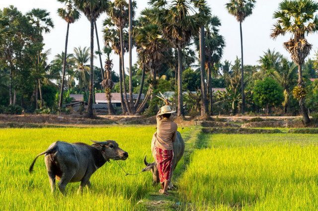 OFFRE SPECIALE - Mémoire du Cambodge pas cher photo 10