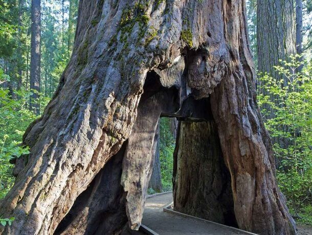Des rocheuses américaines au Lake Tahoe et la cote pacifique pas cher photo 38