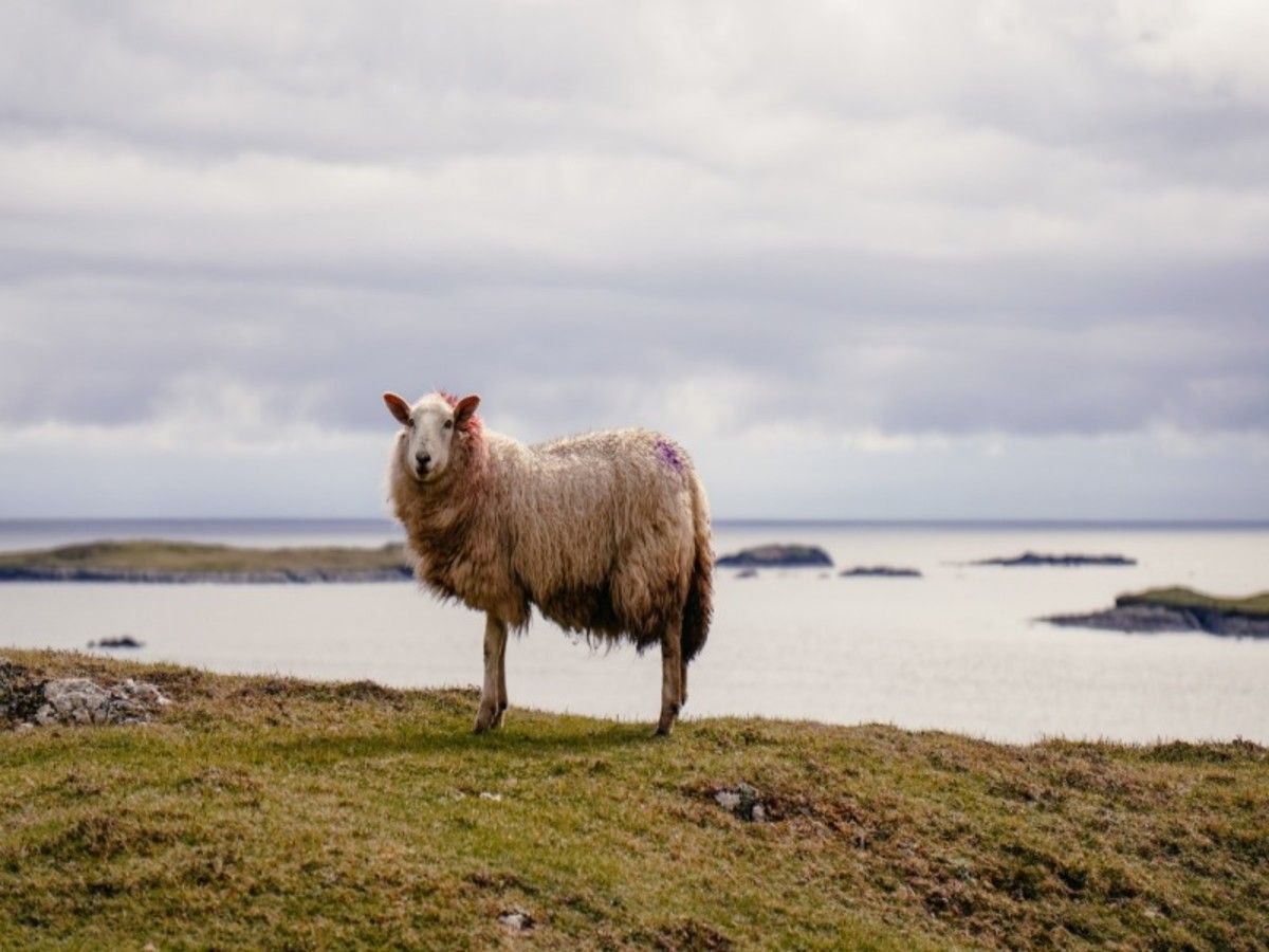 Autotour Sur les routes sauvages d'Irlande depuis Cork pas cher photo 5