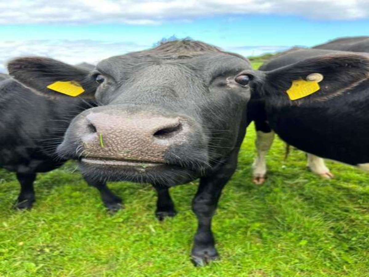 Autotour Route sauvage de l'Atlantique en 10 nuits pas cher photo 7