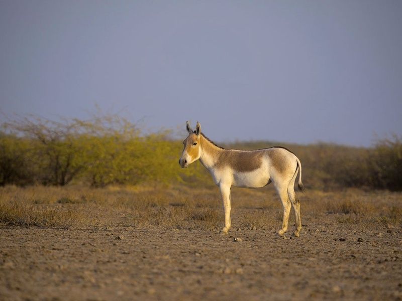 Circuit Villages du Rajasthan et Gujarat pas cher photo 9