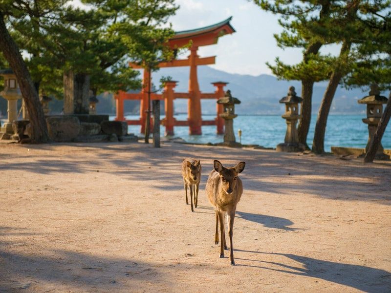 Le Japon sous toutes ses formes : Circuit individuel en 3*ou 4* pas cher photo 13