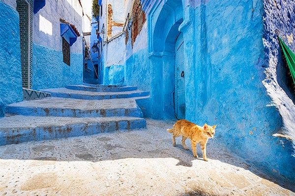 Circuit Des villes légendaires du Maroc : tradition et modernité pas cher photo 13