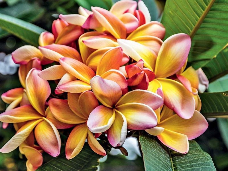 Circuit Échappée Essentiel de Madère depuis l'hôtel Cabo Girão 4* pas cher photo 15