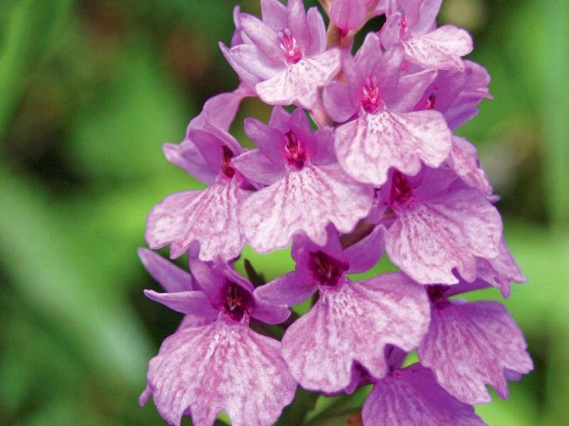 Circuit Echappée Sentiers de Madère depuis l'hôtel Cabo Girão 4* pas cher photo 10