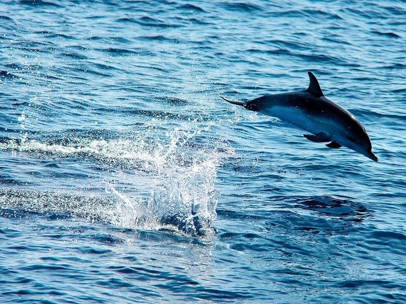 Circuit Echappée entre Terre et Mer à Madère depuis l'hôtel Cabo Girão 4* pas cher photo 3
