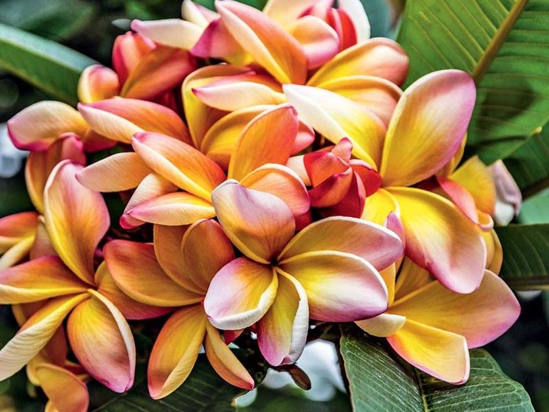 Circuit Echappée entre Terre et Mer à Madère depuis l'hôtel Cabo Girão 4* pas cher photo 19