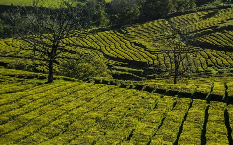 Au Coeur des Açores - Iles des Acores pas cher photo 5
