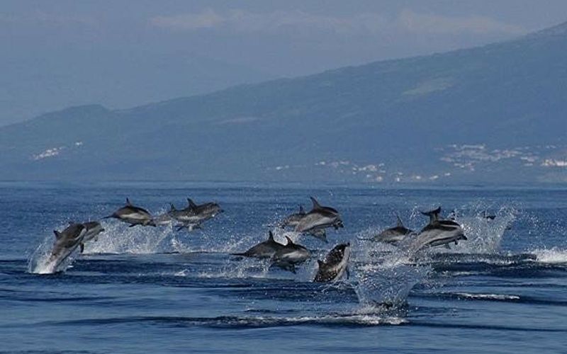 Au Coeur des Açores - Iles des Acores pas cher photo 7