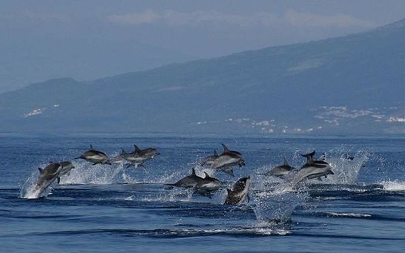 Açores Saveur Rando - Iles des Acores pas cher photo 7