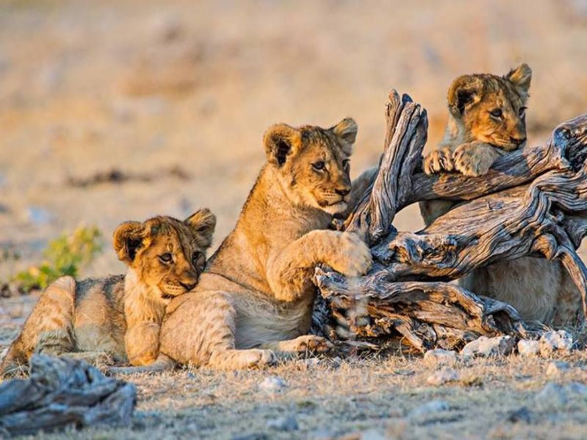 Parcours Namibien 2026 pas cher photo 3