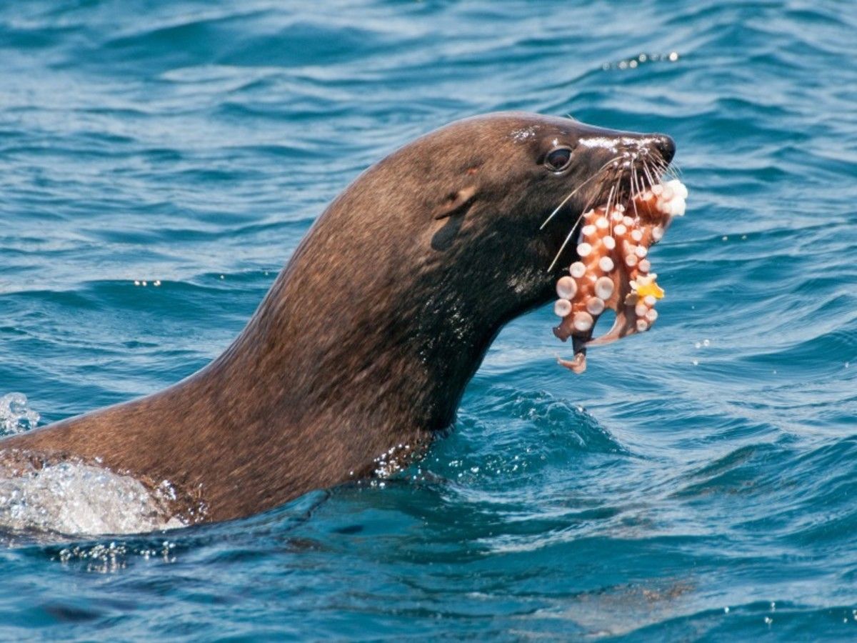 Patchwork Sud Africain 2026 pas cher photo 4