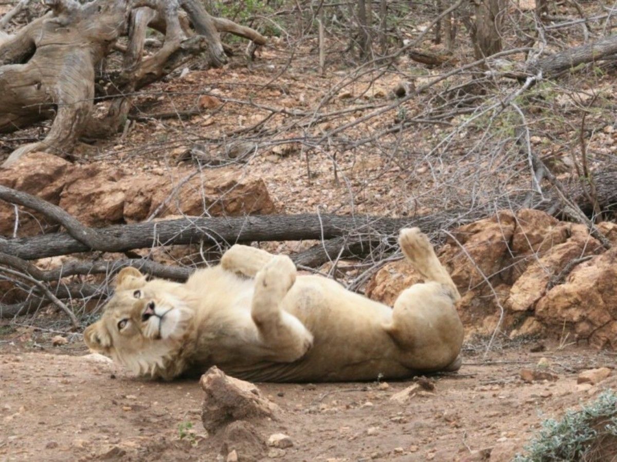 Patchwork Sud Africain Et Victoria Falls 2026 pas cher photo 10