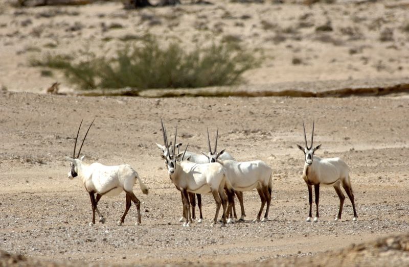 Circuit Kappa Découverte Les Merveilles Du Sultanat D'Oman & Séjour Kappa Club Oman Fanar Hôtel 5* pas cher photo 16