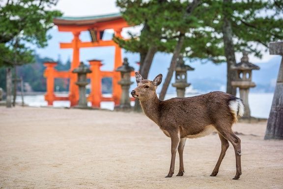Combiné : La Traversée du Japon et de la Corée pas cher photo 7