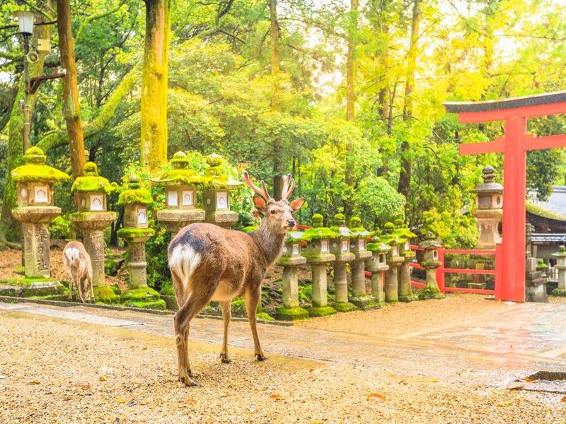 Circuit individuel: La grande traversée du Japon en 3 semaines pas cher photo 15