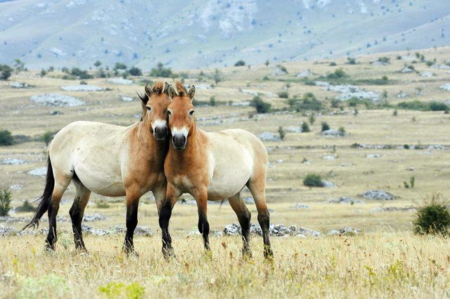 Mongolie, terre nomade pas cher photo 4