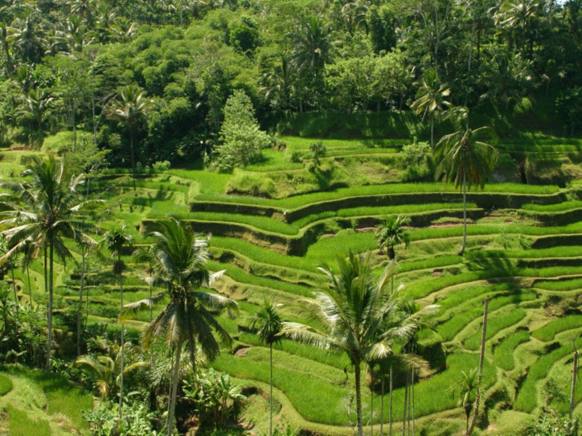 Circuit Tropicale Bali pas cher photo 1