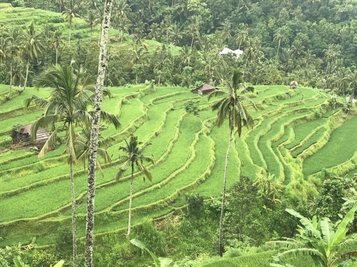 Circuit Trésors de Bali et Merveilles de Komodo pas cher photo 2