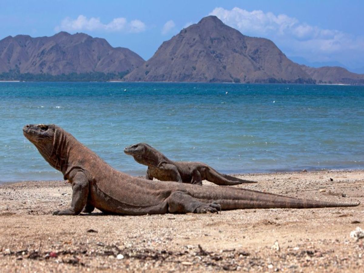 Circuit Trésors de Bali et Merveilles de Komodo pas cher photo 7