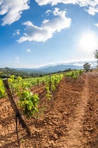Circuit "Passion de vins en Corse du Sud" pas cher photo 5