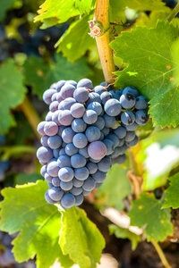 Circuit "Passion de vins en Haute-Corse" pas cher photo 2