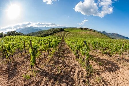 Circuit "Passion de vins en Haute-Corse" pas cher photo 10
