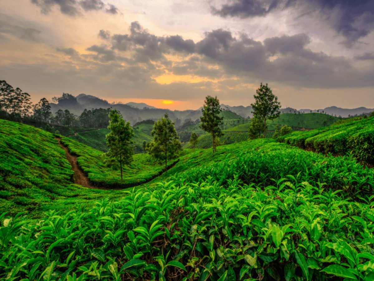 Immersion au Kerala pas cher photo 5