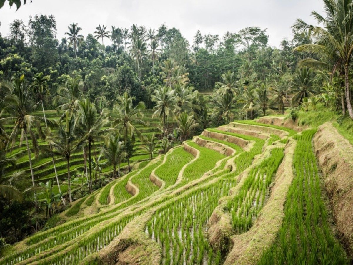 Immersion à Bali pas cher photo 6
