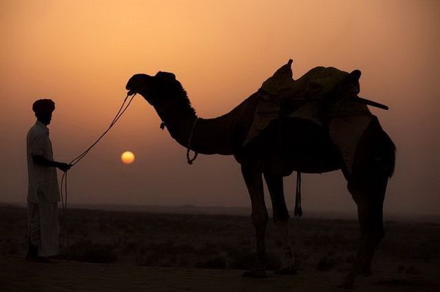 CIRCUIT RAJASTHAN BUISSONNIER pas cher photo 3