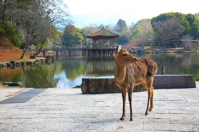 SAMOURAIS ET JARDINS ZEN EXT KANAZAWA pas cher photo 15
