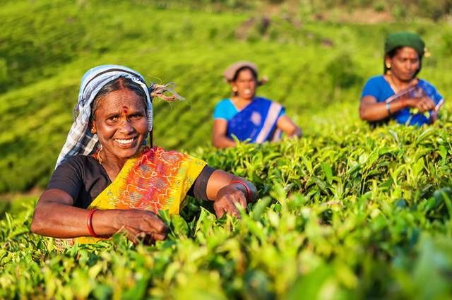 INDE DU SUD ESSENTIELLE pas cher photo 7