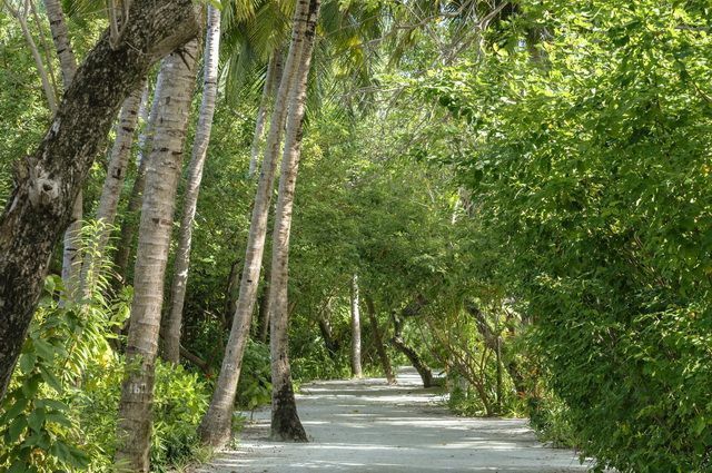 Circuit Ceylan Intimiste et extension Maldives pas cher photo 16